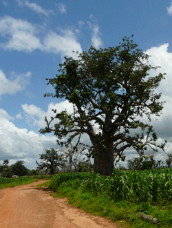 TRAVEL IN MALI_ALL OVER MALI