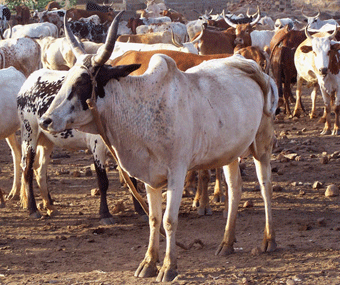 JOLIBA, Associazione,Progetti, Sviluppo, Sostenibile, Africa, Mali, Burkina Faso, Turismo Responsabile, Sostegno a distanza,Bomboniere solidali, Artigianato africano