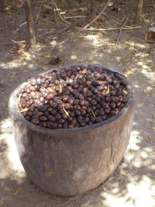 JOLIBA, Associazione,Progetti, Sviluppo, Sostenibile, Africa, Mali, Burkina Faso, Turismo Responsabile, Sostegno a distanza,Bomboniere solidali, Artigianato africano